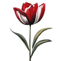 Tulip Red Flower AI Generative png