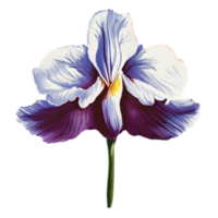 Iris Flower Nature AI Generative png