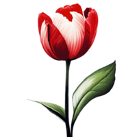 Tulip Red Flower AI Generative png