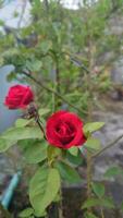 horizontal hermosa rojo Rosa flor fotografía. foto