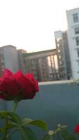 Horizontal beautiful red rose flower photography. photo