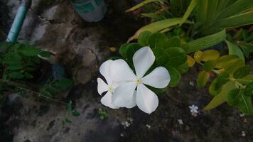 Vinca white rosea. Catharanthus roseus Madagascar periwinkle White flower. photo