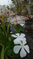 Vinca white rosea. Catharanthus roseus Madagascar periwinkle White flower. photo