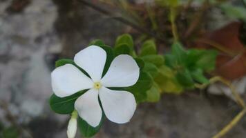 Vinca white rosea. Catharanthus roseus Madagascar periwinkle White flower. photo