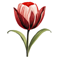 Tulip Red Flower AI Generative png