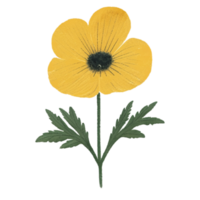 Buttercup  Flower Beautiful AI Generative png