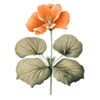 capuchina flor naturaleza ai generativo png