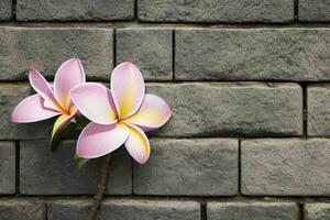 plumeria flower. background. AI Generative Pro Photo