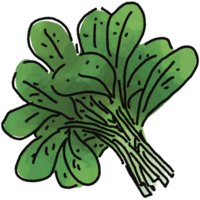 Spinach illustration. Doodle vegetable. food ingredient. menu board png