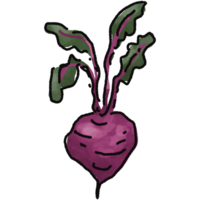 Beetroot illustration. Doodle vegetable. food ingredient. menu board png