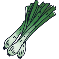 Leek or spring onion illustration. Doodle vegetable. food ingredient. menu board png