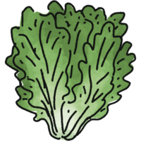 Lettuce illustration. Doodle vegetable. food ingredient. menu board png