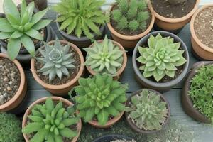 top view a close up of plants in pots on a table. background. AI Generative Pro Photo