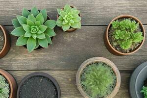 parte superior ver un cerca arriba de plantas en ollas en un mesa. antecedentes. ai generativo Pro foto