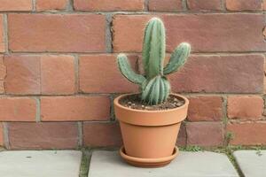 Cactus in minimalist pot. background. AI Generative Pro Photo