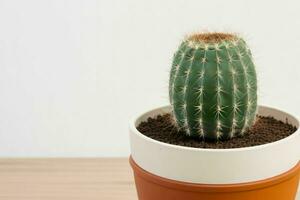 Cactus in minimalist pot. background. AI Generative Pro Photo