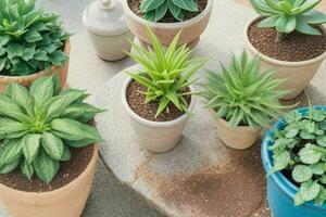 top view a close up of plants in pots on a table. background. AI Generative Pro Photo