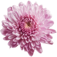 colorful chrysanthemum flower cutout without background AI Generative png