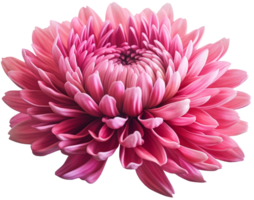 färgrik krysantemum blomma Skära ut utan bakgrund ai generativ png