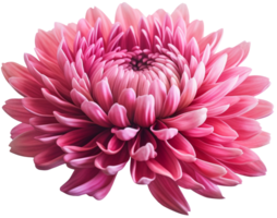 colorful chrysanthemum flower cutout without background AI Generative png