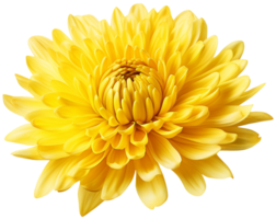 colorful chrysanthemum flower cutout without background AI Generative png