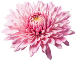 colorful chrysanthemum flower cutout without background AI Generative png