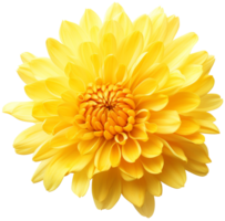 colorful chrysanthemum flower cutout without background AI Generative png