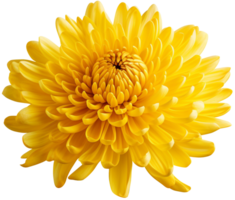 colorful chrysanthemum flower cutout without background AI Generative png