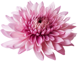 colorful chrysanthemum flower cutout without background AI Generative png