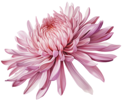 colorful chrysanthemum flower cutout without background AI Generative png