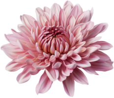 colorful chrysanthemum flower cutout without background AI Generative png