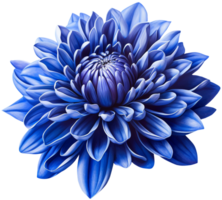 colorful chrysanthemum flower cutout without background AI Generative png
