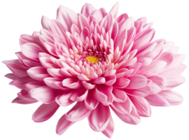 colorful chrysanthemum flower cutout without background AI Generative png