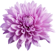 colorful chrysanthemum flower cutout without background AI Generative png