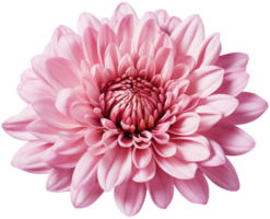 colorful chrysanthemum flower cutout without background AI Generative png