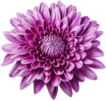 colorful chrysanthemum flower cutout without background AI Generative png