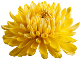 colorful chrysanthemum flower cutout without background AI Generative png
