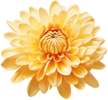 colorful chrysanthemum flower cutout without background AI Generative png