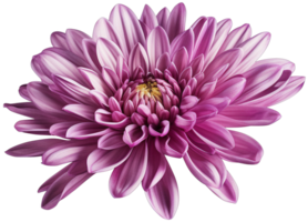 colorful chrysanthemum flower cutout without background AI Generative png