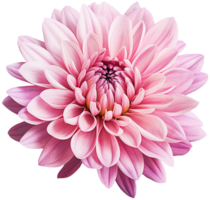 colorful chrysanthemum flower cutout without background AI Generative png