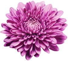 colorful chrysanthemum flower cutout without background AI Generative png