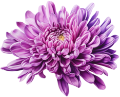 colorful chrysanthemum flower cutout without background AI Generative png