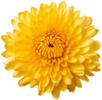 colorful chrysanthemum flower cutout without background AI Generative png