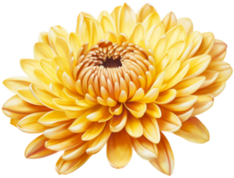 colorful chrysanthemum flower cutout without background AI Generative png