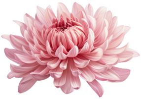 colorful chrysanthemum flower cutout without background AI Generative png