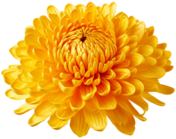 colorful chrysanthemum flower cutout without background AI Generative png