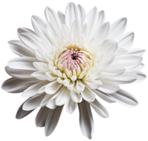 colorful chrysanthemum flower cutout without background AI Generative png