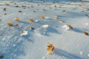 Frosty fallen leaves with shiny ice frost in snowy forest park. background. AI Generative Pro Photo