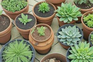 top view a close up of plants in pots on a table. background. AI Generative Pro Photo