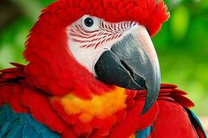 beautiful red macaw parrot. AI Generative Pro Photo